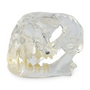 Kopfmnodell "Katze", transparenter Acrylkopf mit weißen Zähnen