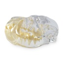 Dental Model - Dog Head Model, transparent