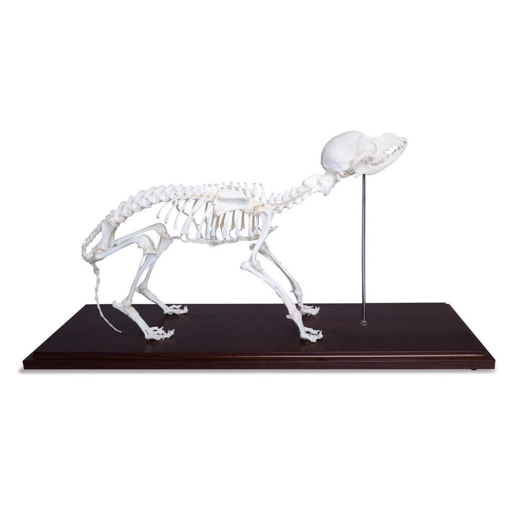 Maquette du squelette de chiens avec des vrais ossements
