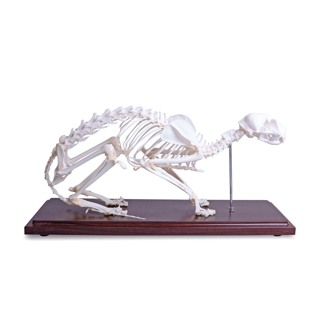 Maqueta del esqueleto de gatoscon huesos verdaderos