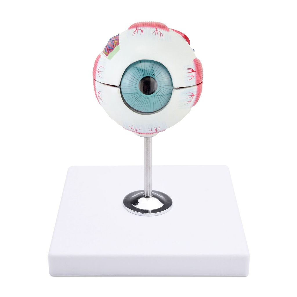 Eye Model - Anatomical, 6 part, 22 x 16 x 18 cm