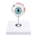Modelo de ojo de 6 partes. Tamaño (altura incl. la base x ancho x profundidad): 22 x 16 x 18 cm