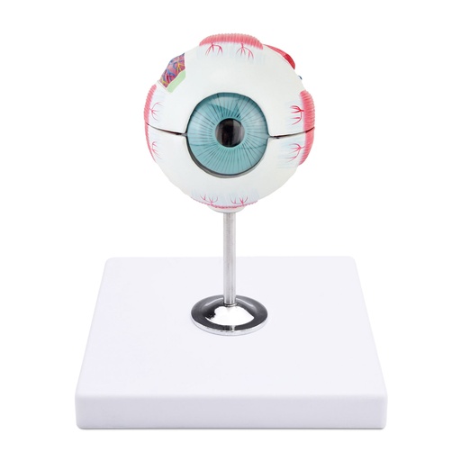 [909040] Modelo de ojo de 6 partes. Tamaño (altura incl. la base x ancho x profundidad): 22 x 16 x 18 cm