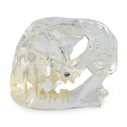 [174095] Kopfmnodell "Katze", transparenter Acrylkopf mit weißen Zähnen
