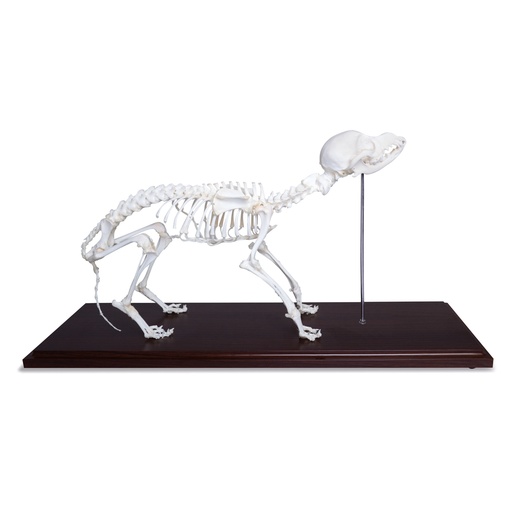 [909000] Maquette du squelette de chiens avec des vrais ossements