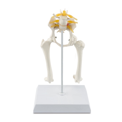 [909037] Osteo-Modell Typ: Hüfte  