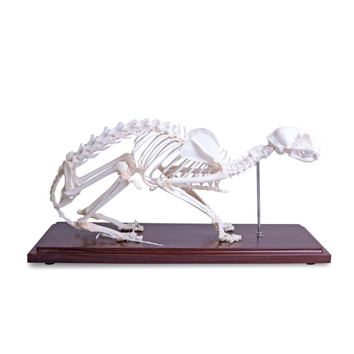 [909005] Maqueta del esqueleto de gatoscon huesos verdaderos
